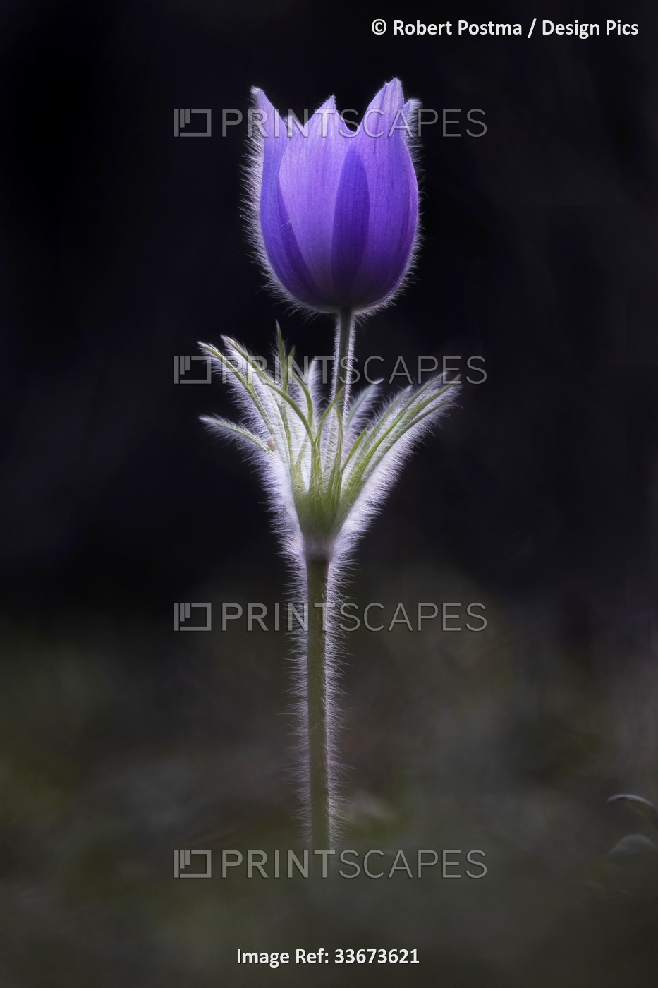 Purple tulip illuminated with plant hairs glowing and mist around the stem; ...