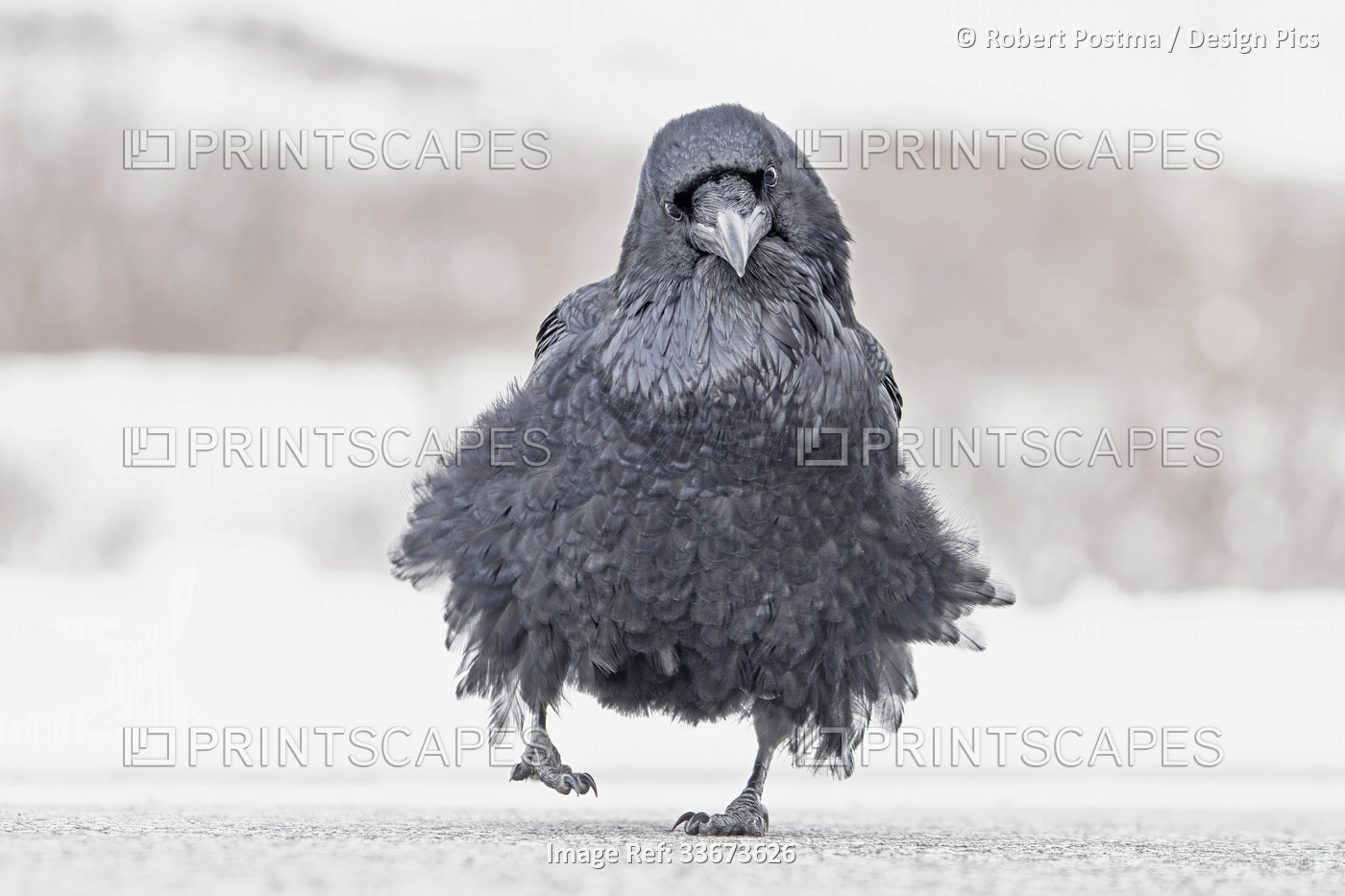 Bird with flouncy plumage waddles towards the camera; Yukon, Canada
