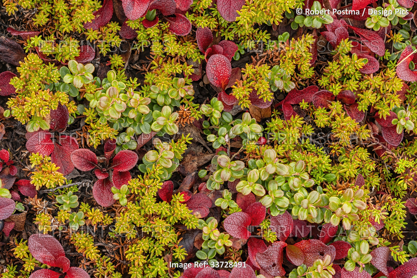 Close up of the arctic tundra reveals a myriad of colour and detail that is ...