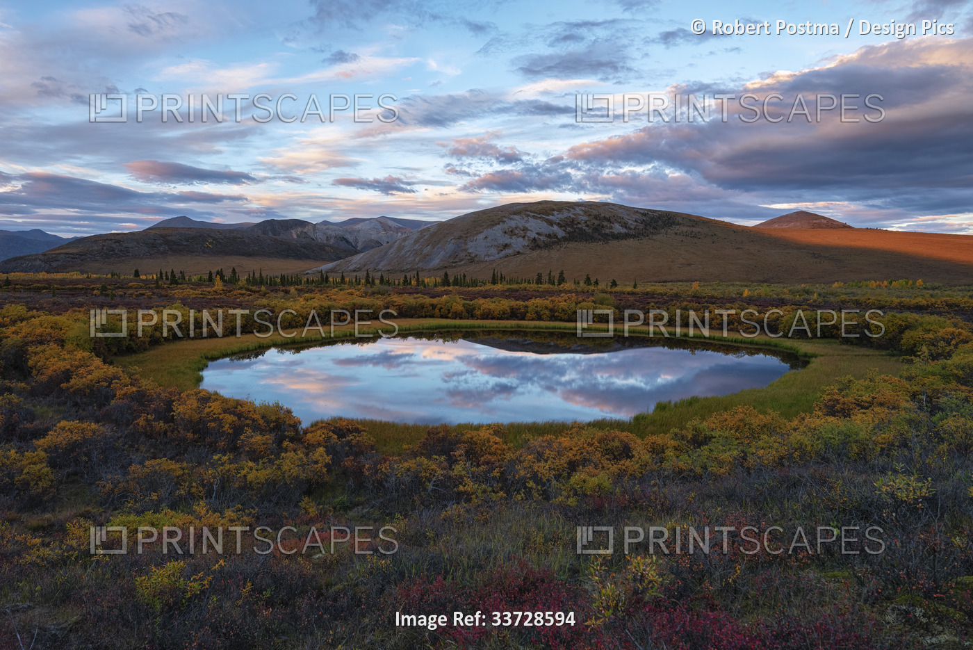 Pink clouds at sunset reflect in a small pond along the Dempster Highway; ...