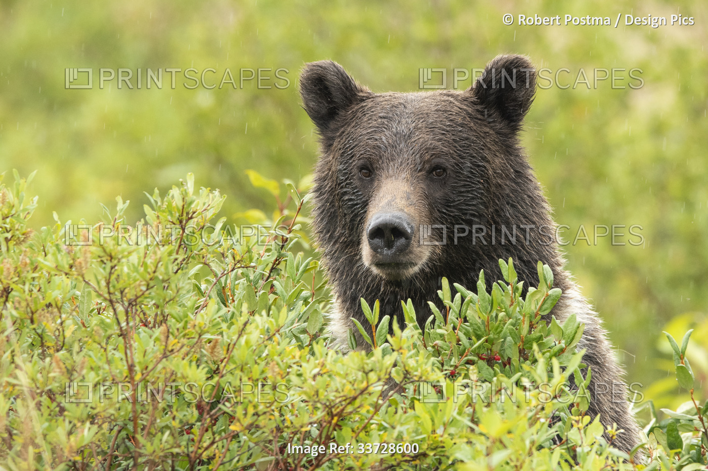 Grizzly bear (Ursus arctos horribilis) looking out from behind foliage along he ...
