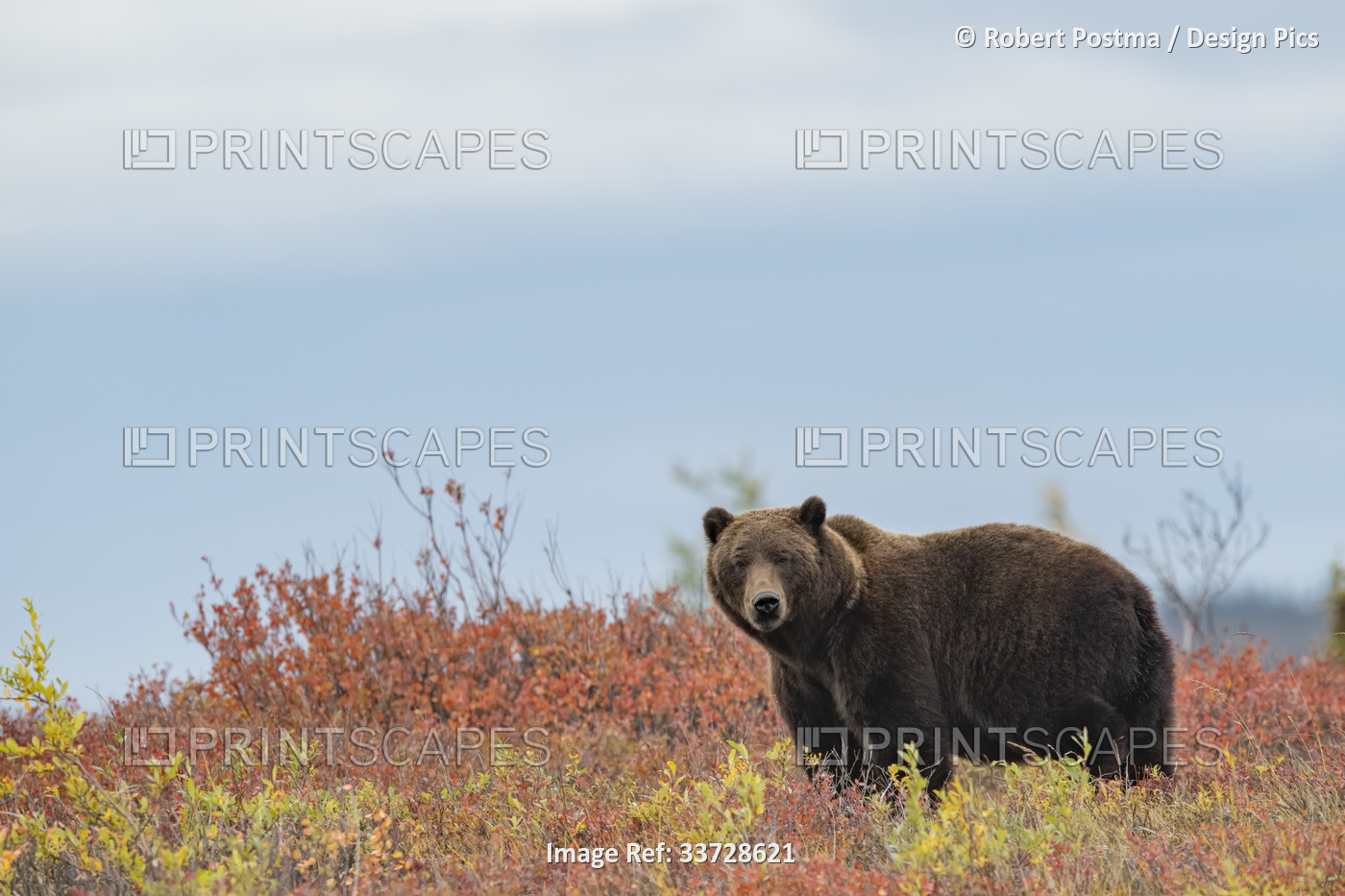 Grizzly Bear (Ursus Arctos) In Autumn Foliage Along The Dempster Highway; ...