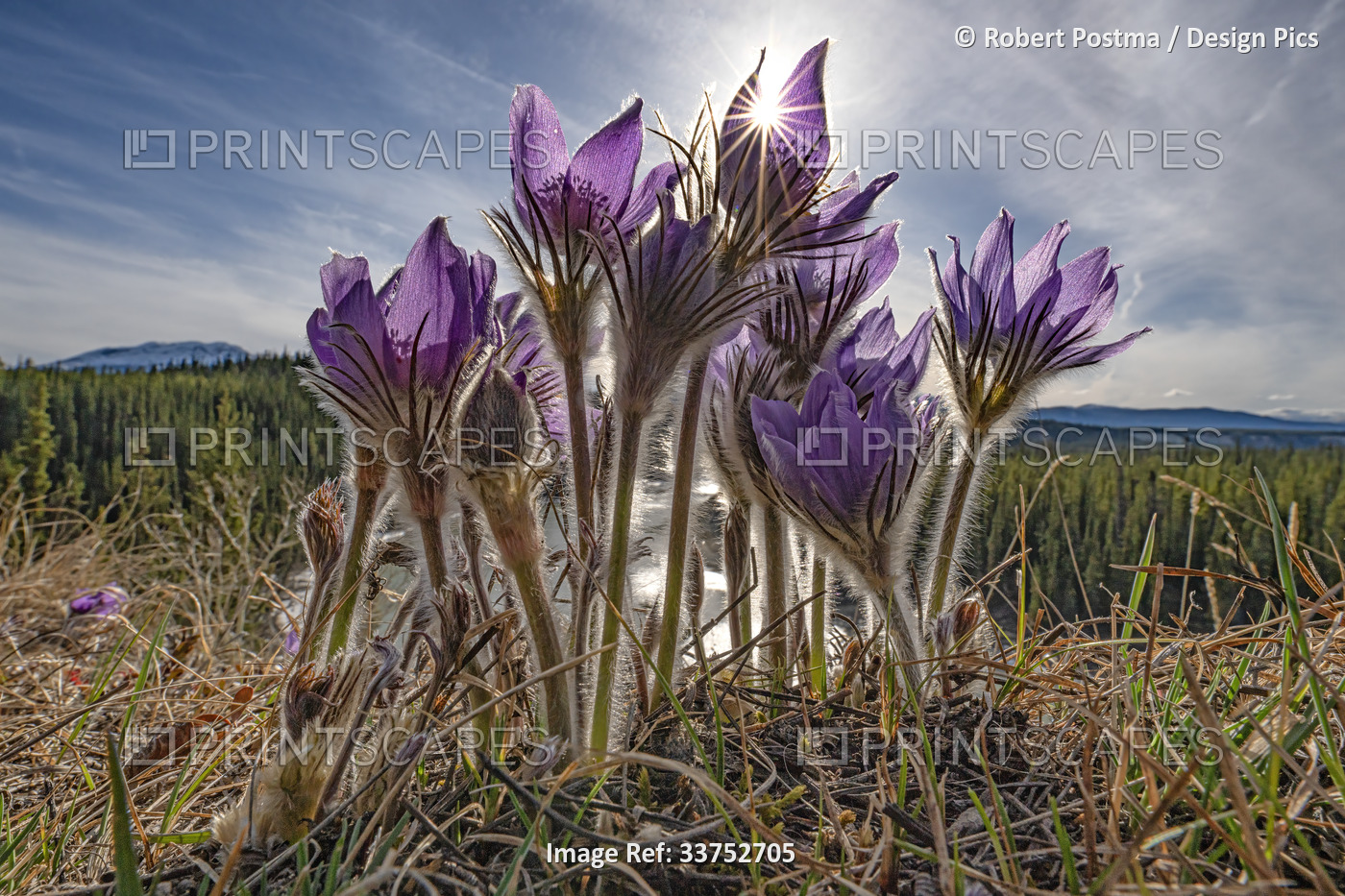 Crocuses bloom in the Yukon wilderness, the first flowers in springtime; ...