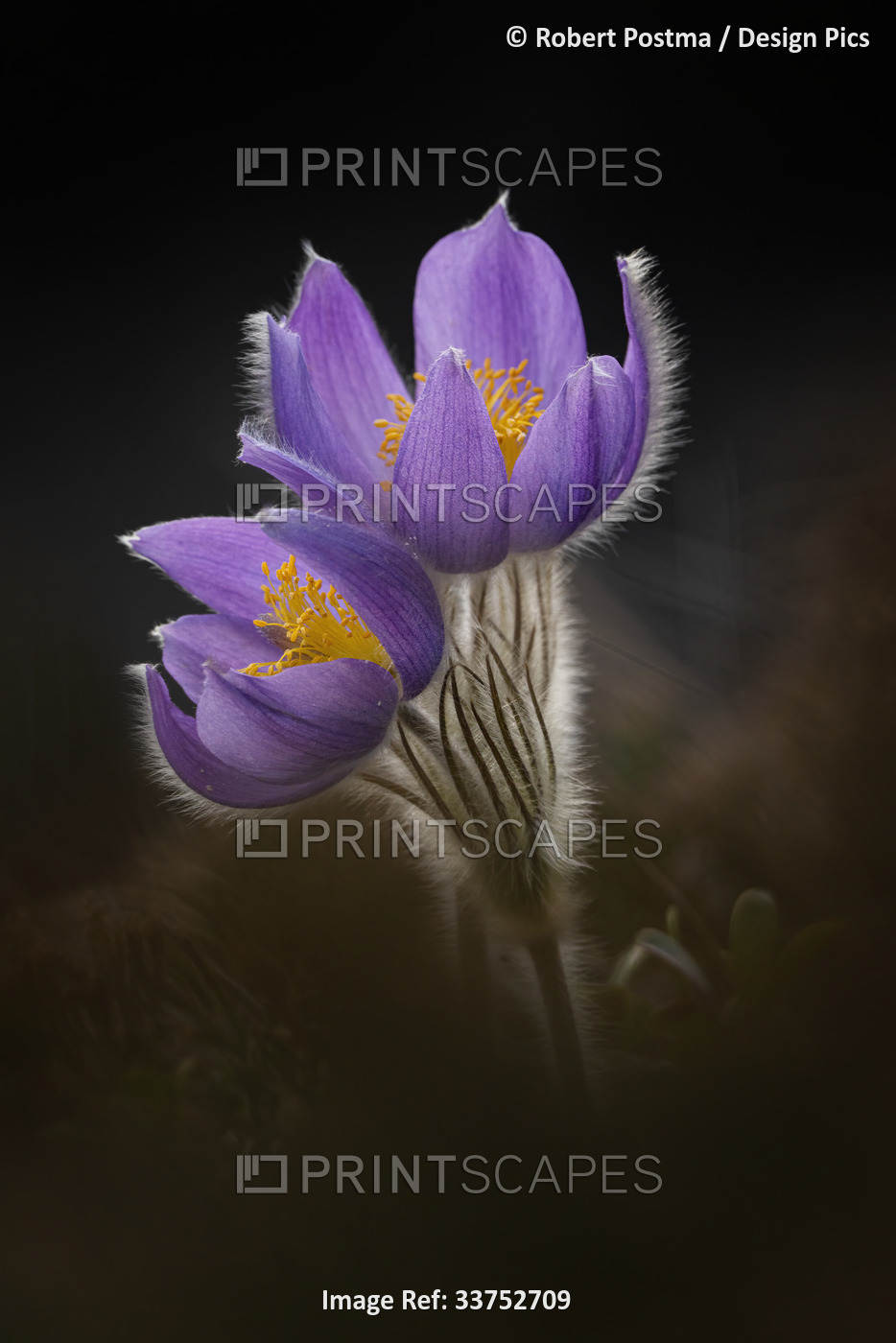 Crocus, the first flower of springtime in the Yukon; Whitehorse, Yukon, Canada