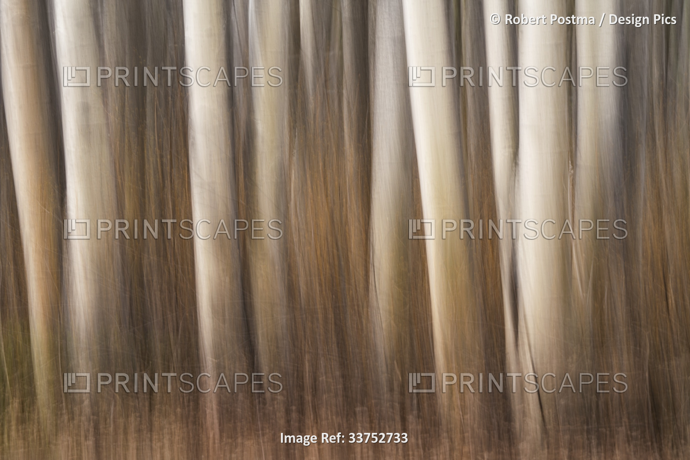 Abstract art of tree trunks after panning the camera while taking the photo; ...