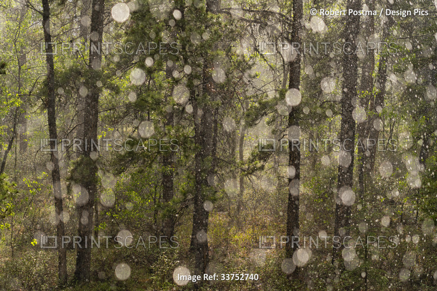 Abstract art of pouring rain in a Yukon forest, creating a fairy tale setting; ...
