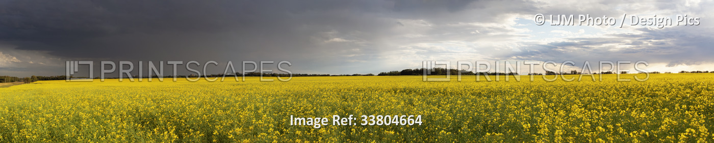Panoramic landscape view of a canola crop in full bloom at sunset during a ...