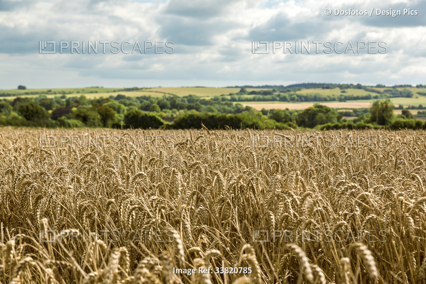 Golden wheat fields under cloudy skies, around Rockbourne, near Salisbury, ...