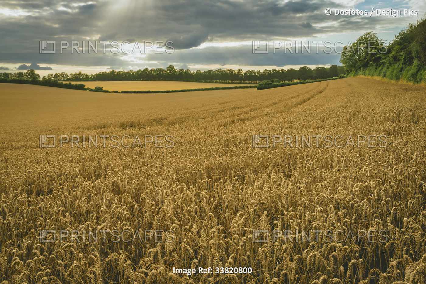 Golden wheat fields under cloudy skies, around Rockbourne, near Salisbury, ...