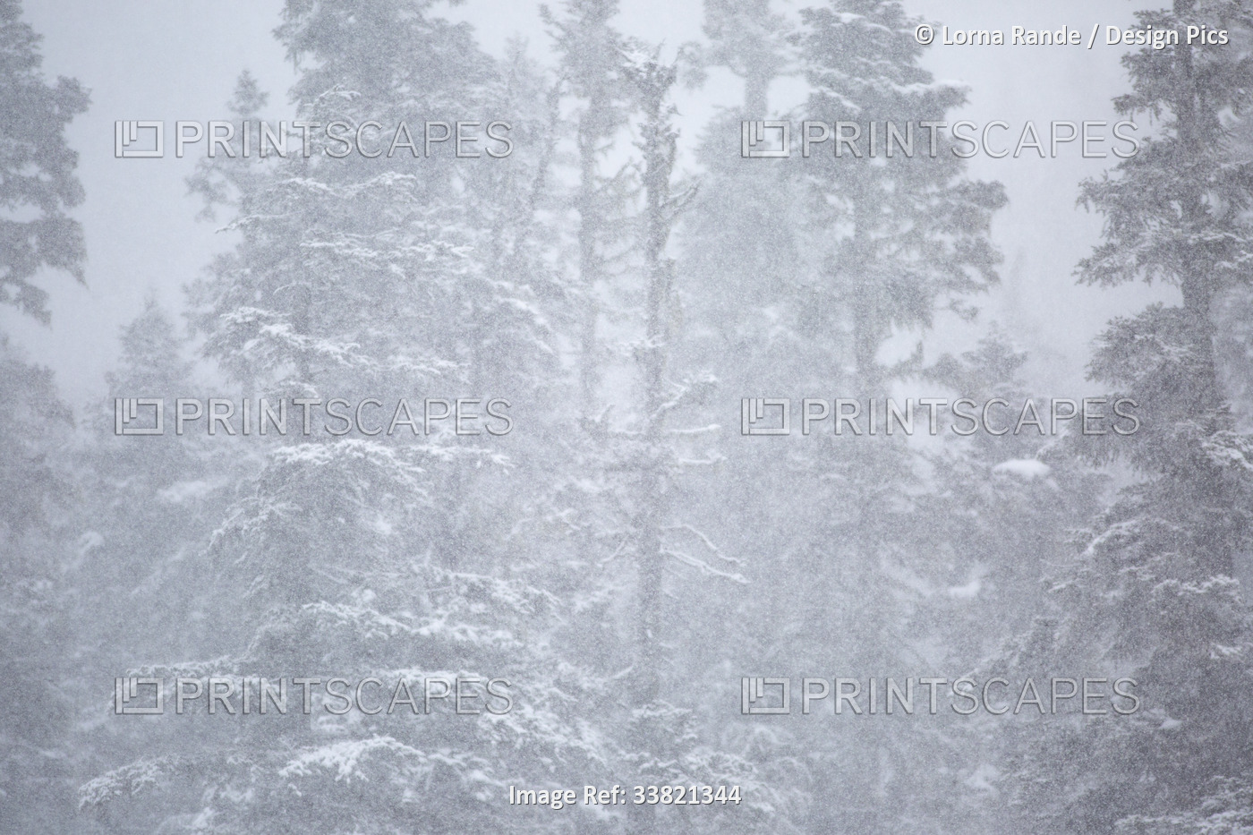 Snow-covered trees obscured by a snowfall; British Columbia, Canada