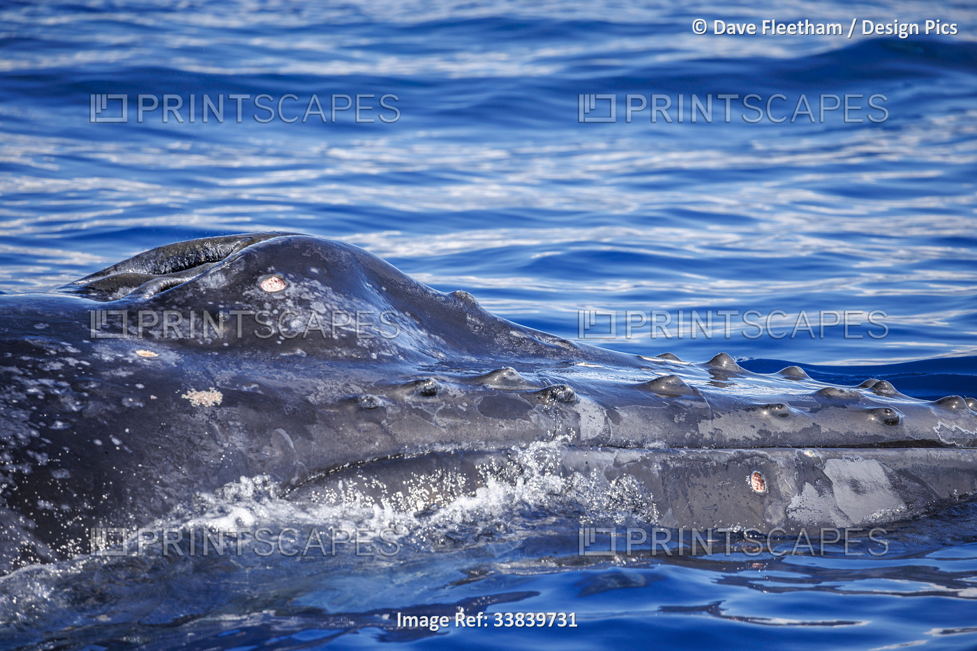 This Humpback whale (Megaptera novaeangliae) has two circular bite marks the ...