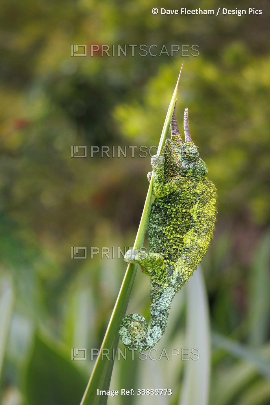 Male Jackson's Chameleon (Chamaeleo jacksoni) clinging to a plant leaf.  This ...