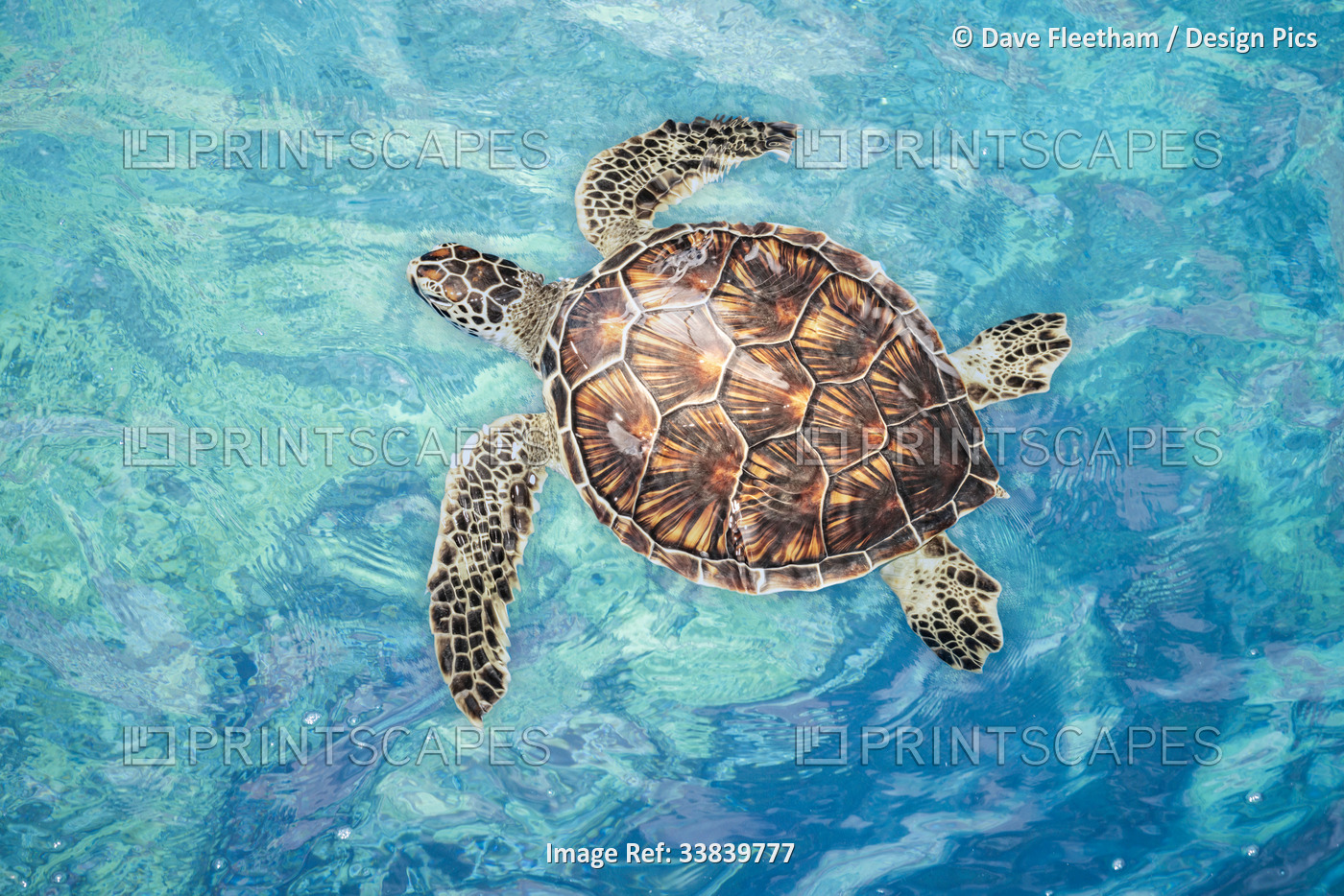 Green sea turtle (Chelonia mydas), an endangered species, on the surface for a ...