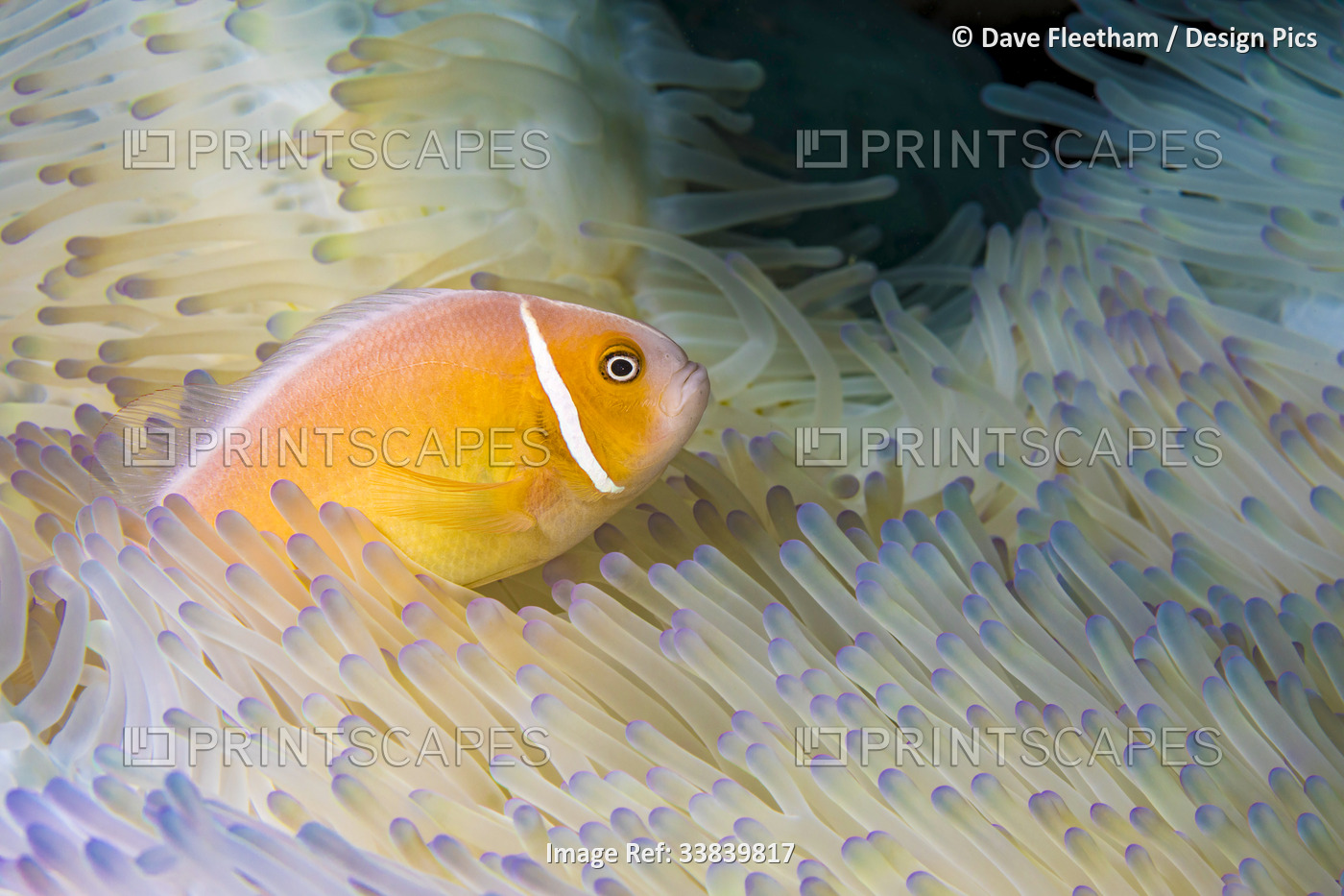 This common anemonefish (Amphiprion perideraion) is most often found associated ...