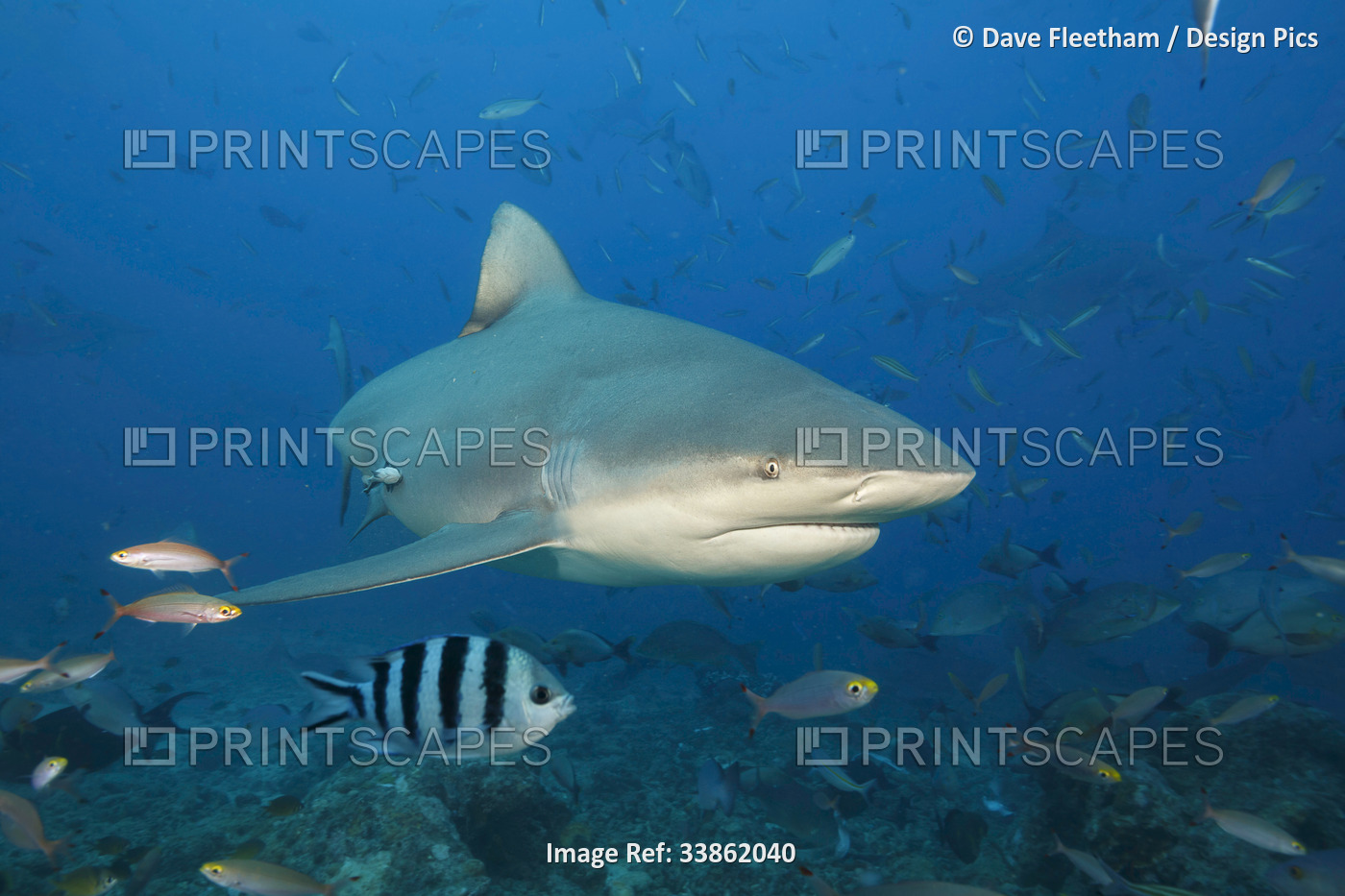 A look at the front end of a Bull shark (Carcharhinus leucas), Bequ Lagoon, ...