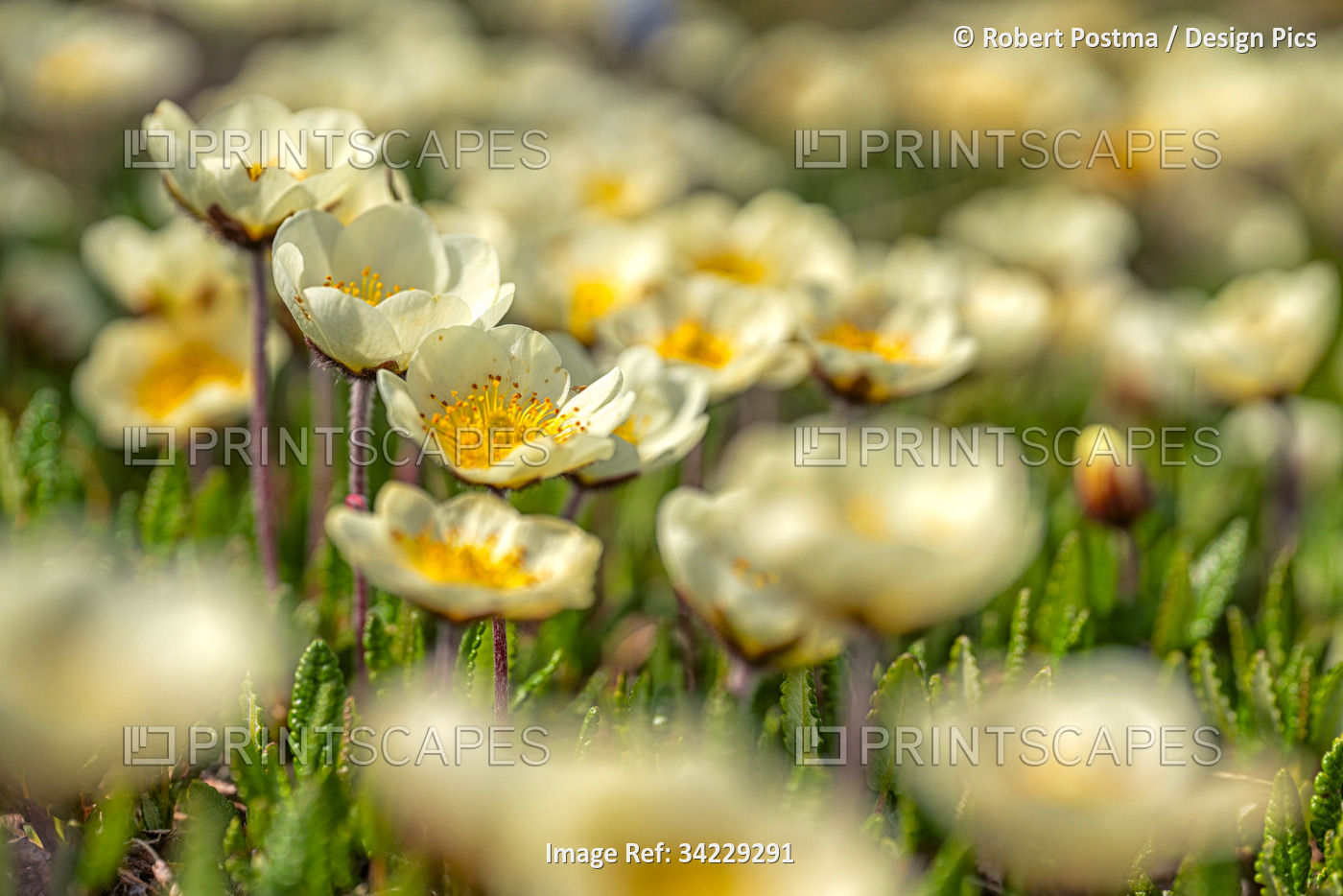 Close-up of Mountain Avens (Dryas octopetala) in bloom; Whitehorse, Yukon, ...