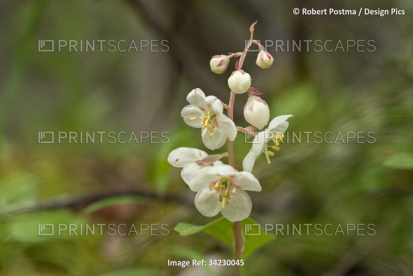 Close-up of a large Wintergreen flower (Pyrola rotundifolia) blooming in the ...