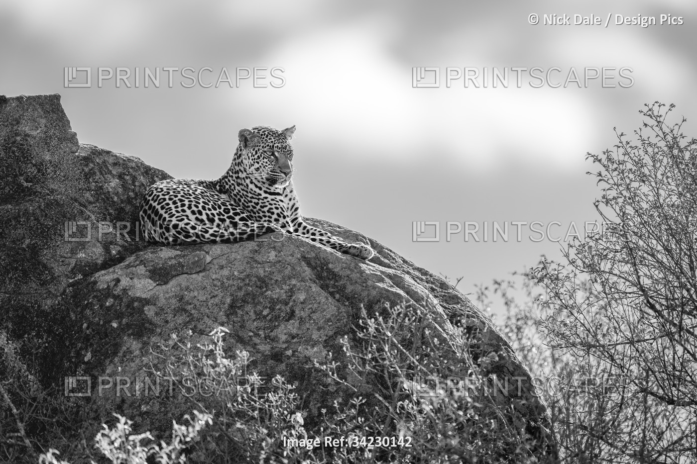 Leopard (Panthera pardus) lies on rocky outcrop by trees; Laikipia, Kenya
