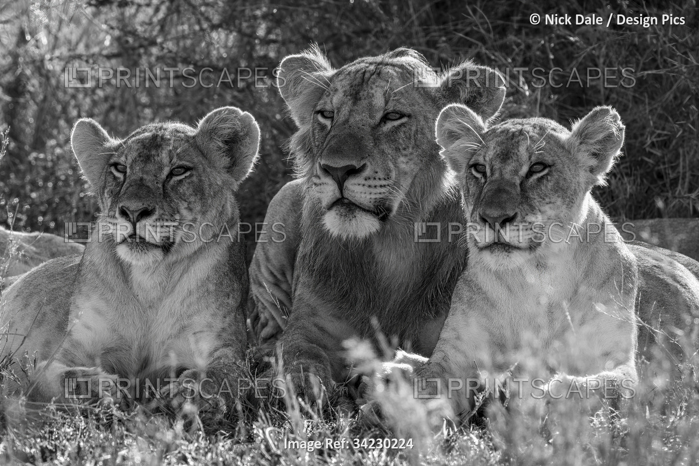 Monochromatic male Lion (Panthera Leo) lies between two females; Kenya