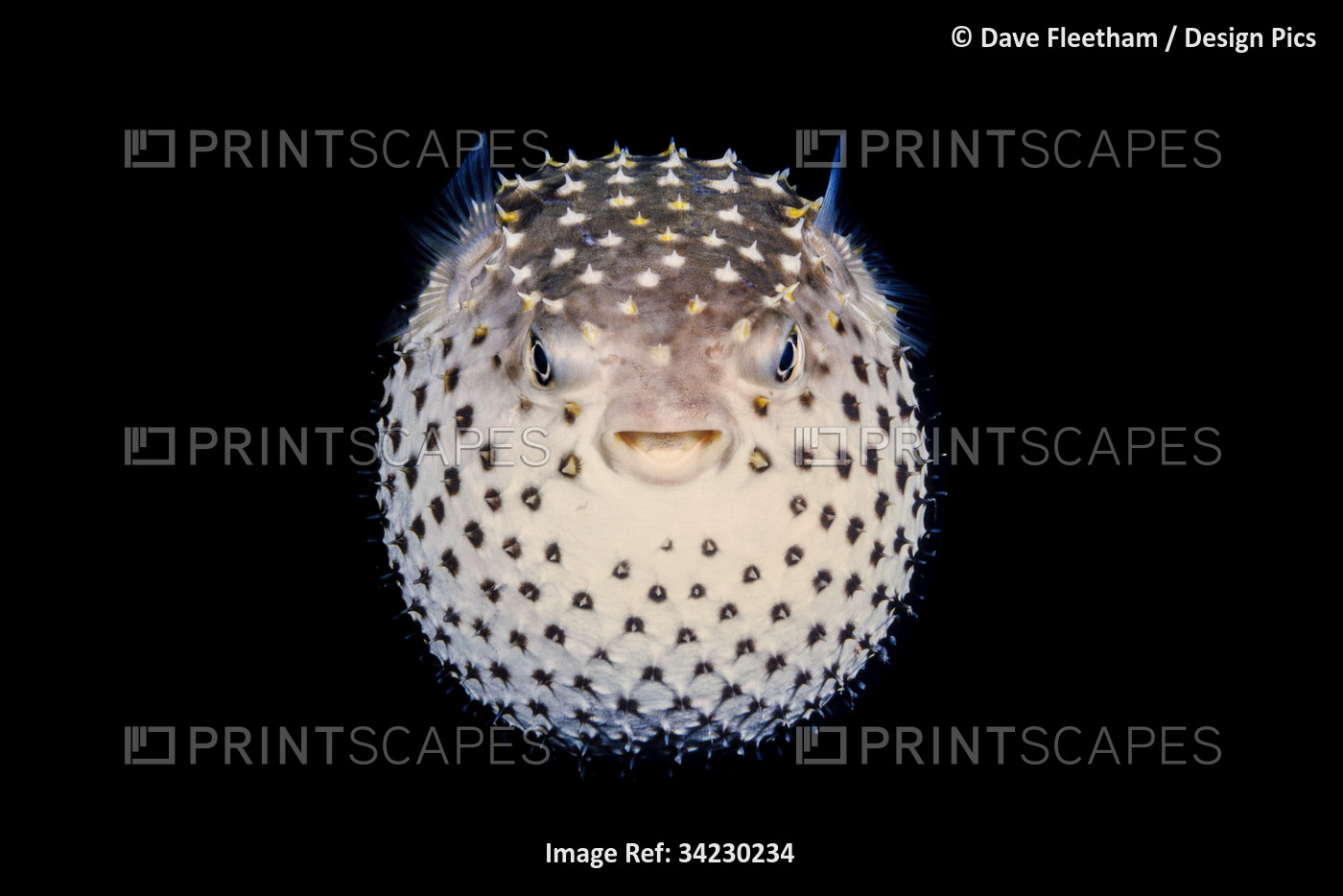 Yellowspotted burrfish (Cyclichthys spilostylus) is also known as the spotbase ...