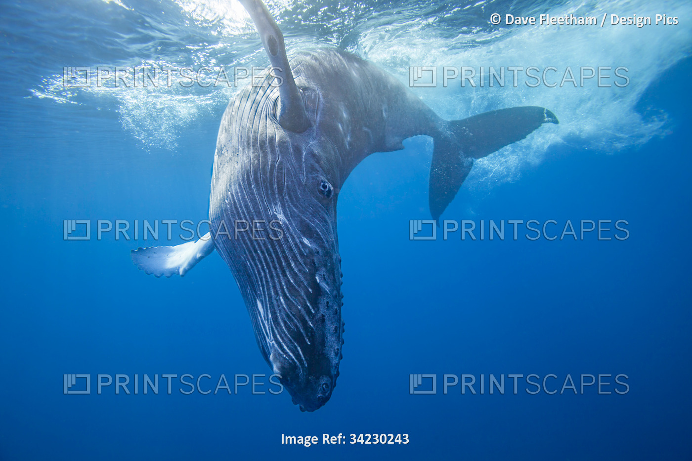 Humpback Whale (Megaptera novaeangliae); Hawaii, United States of America
