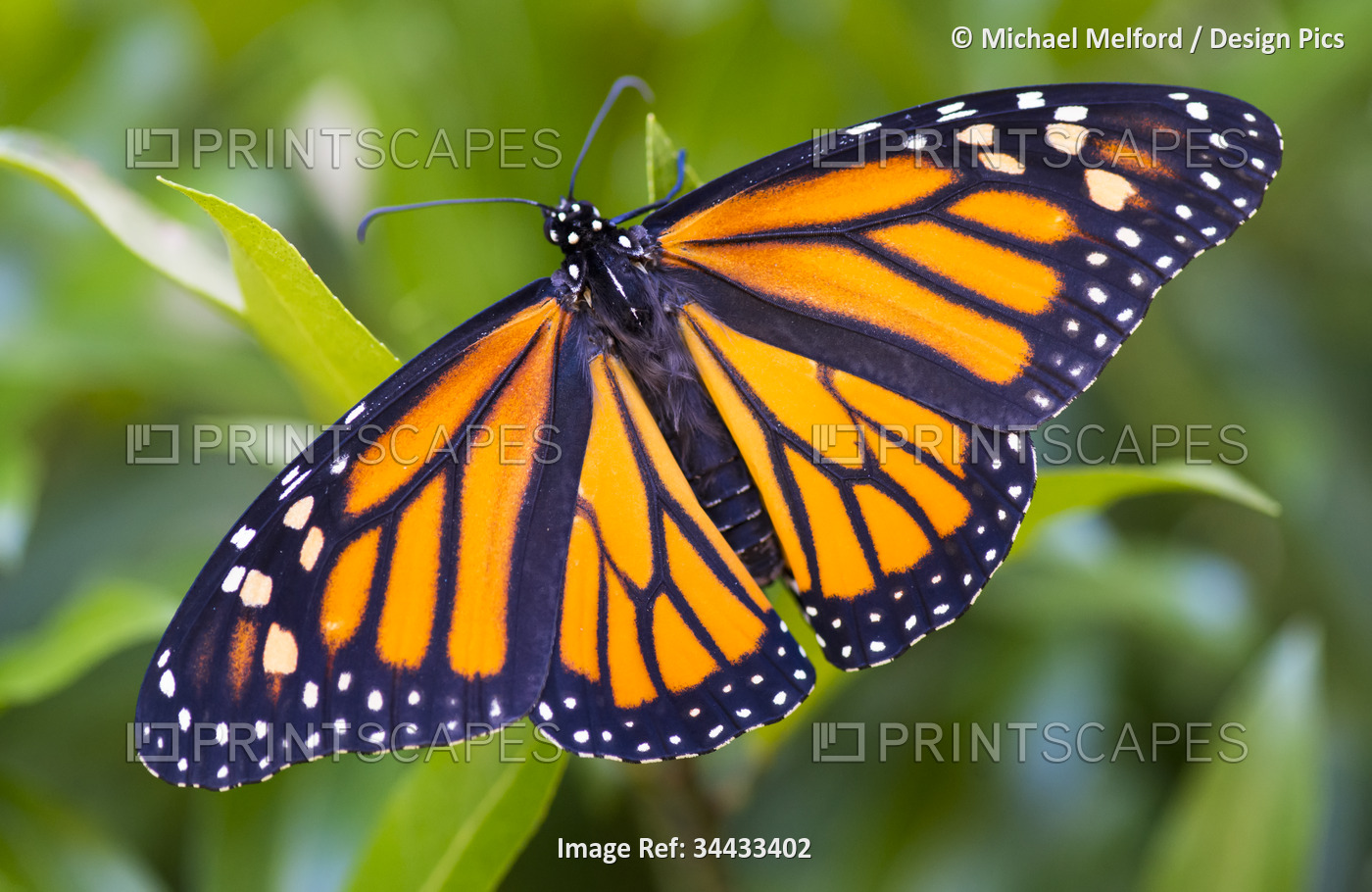 Monarch butterfly (Danaus plexippus) resting on a plant, just after emerging ...