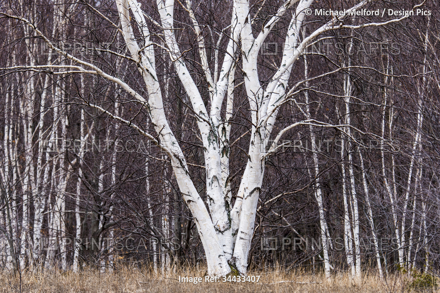 Tree with white bark in a grove of trees, Sleeping Bear Dunes National ...