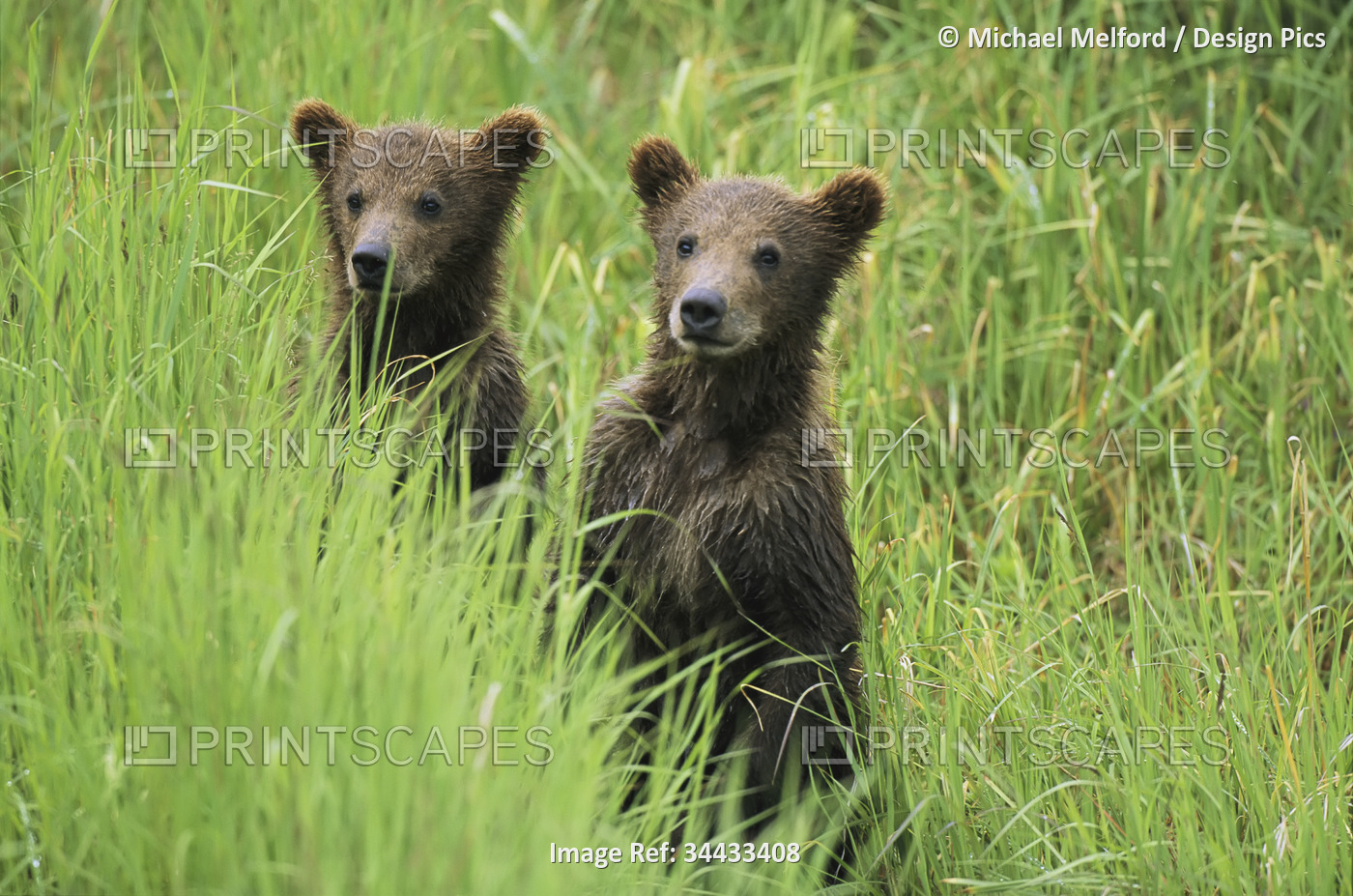 Alaskan brown bear cubs (Ursus arctos gyas) wait in tall grass for their ...