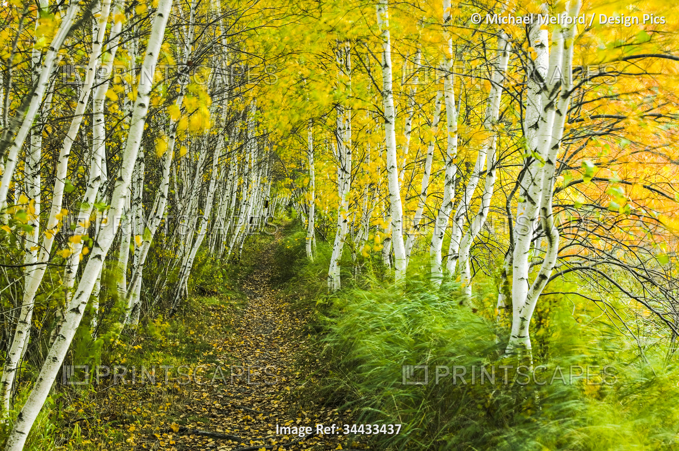 Sedge-lined trail through a birch forest in Acadia National Park, Maine, USA; ...