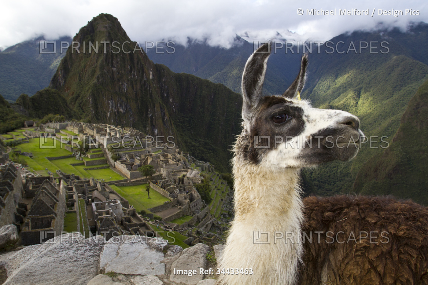 Llama (Lama glama) on the road above Machu Picchu; Peru