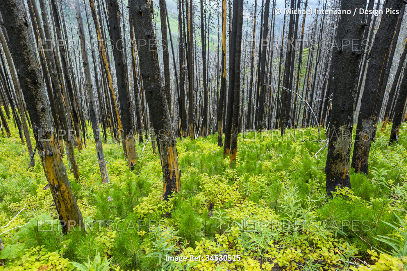 Burned trees with with a lush green undergrowth, Waterton Lakes National Park; ...