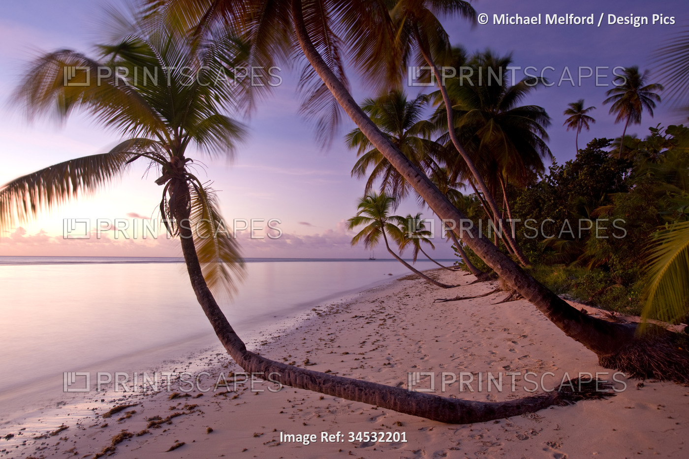 Palm trees line a beautiful beach in Tobago; Pigeon Point, Tobago, Trinidad and ...