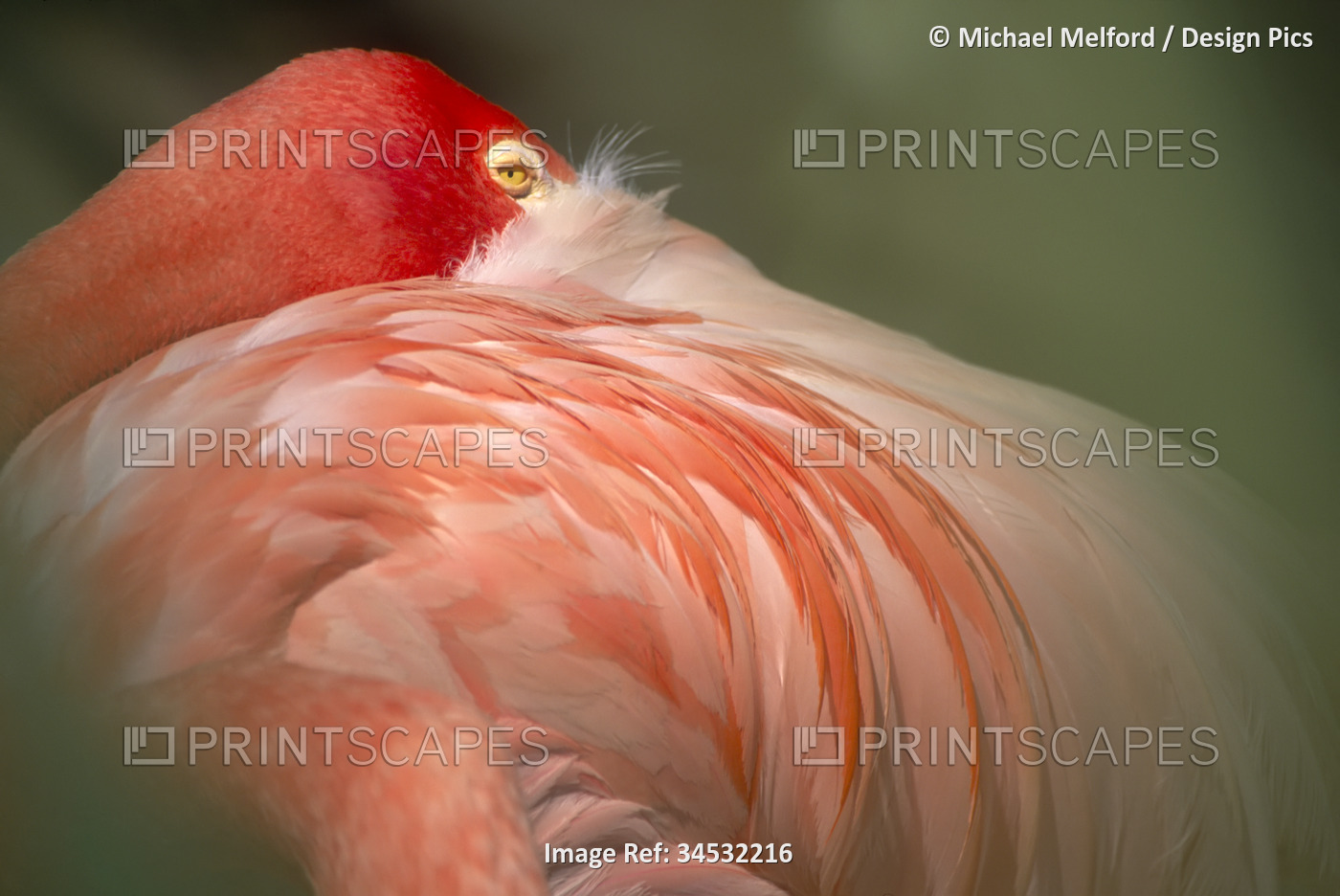 Graceful flamingo resting with it head over it's shoulder, at a zoo; San Diego, ...