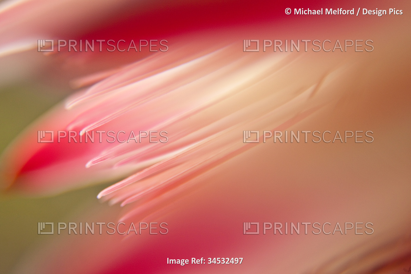 Close view of the petals of a Protea flower; Cape Town, South Africa