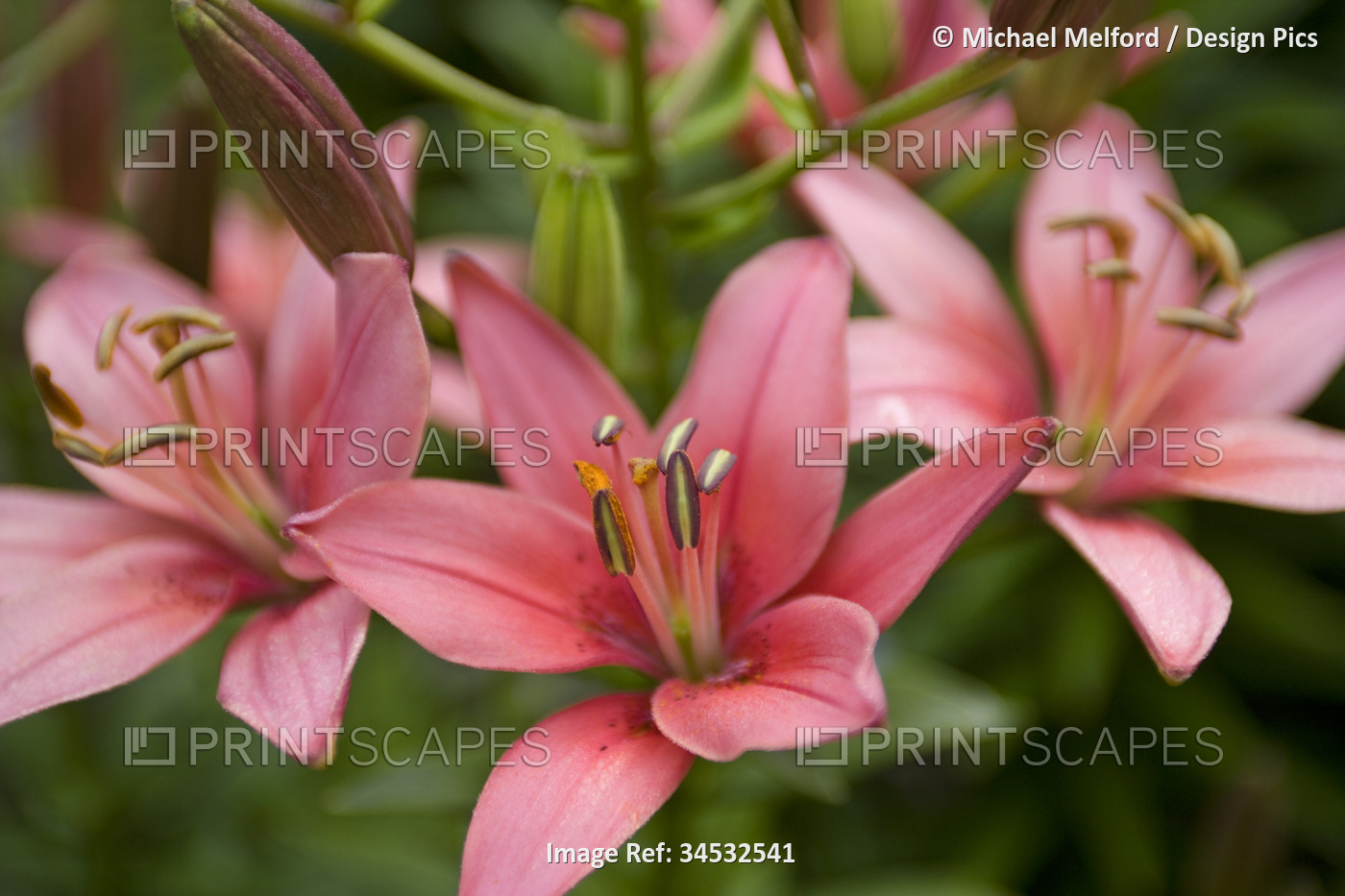 Close-up of pink lilies blossoming in Alaska Botanical Garden, east of ...