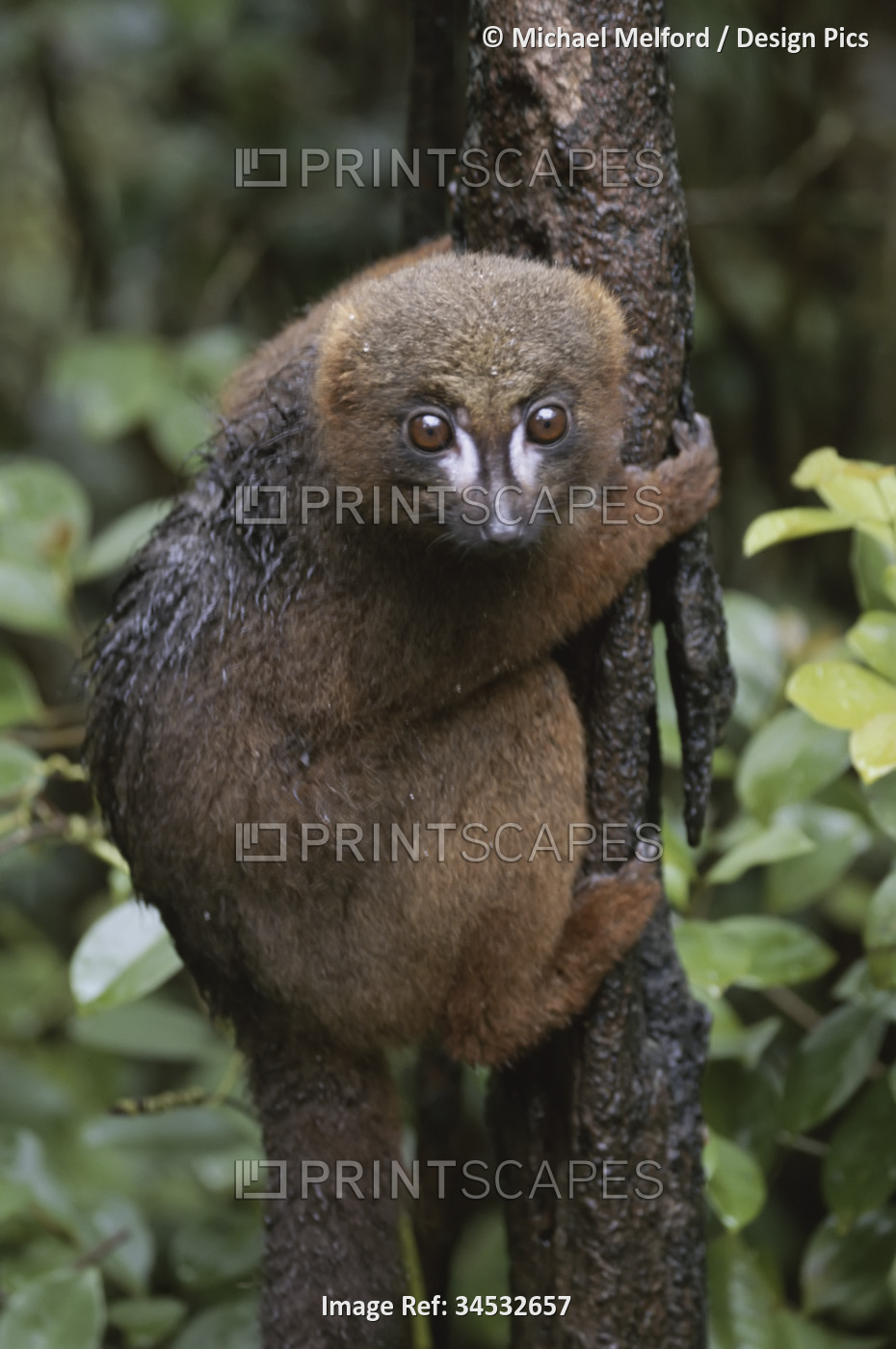 Red-bellied lemur (lemur rubriventer) clings to a tree trunk; Madagascar ...