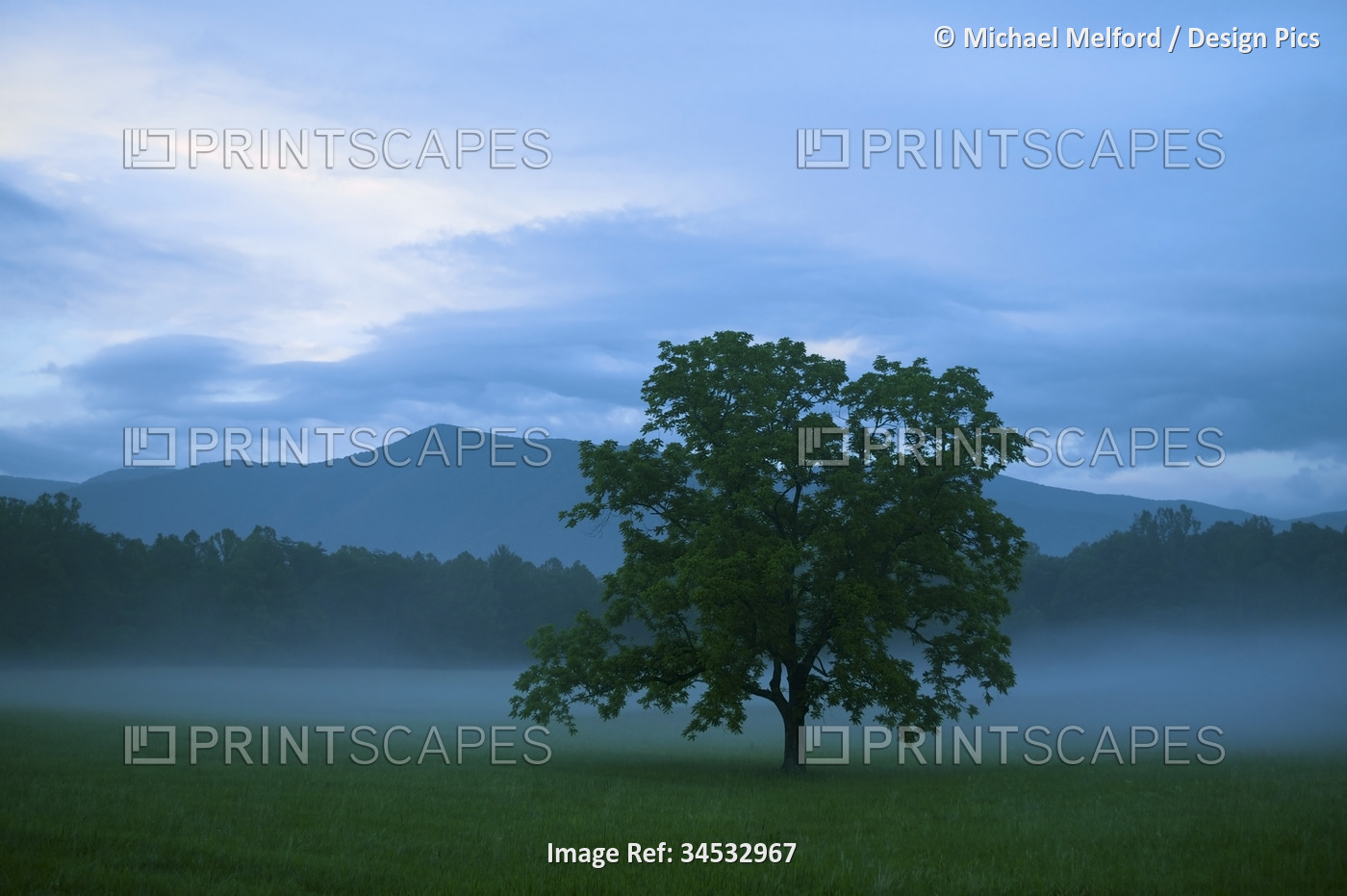 Lone Hickory tree in a misty landscape at Cades Cove, Great Smoky Mountains ...