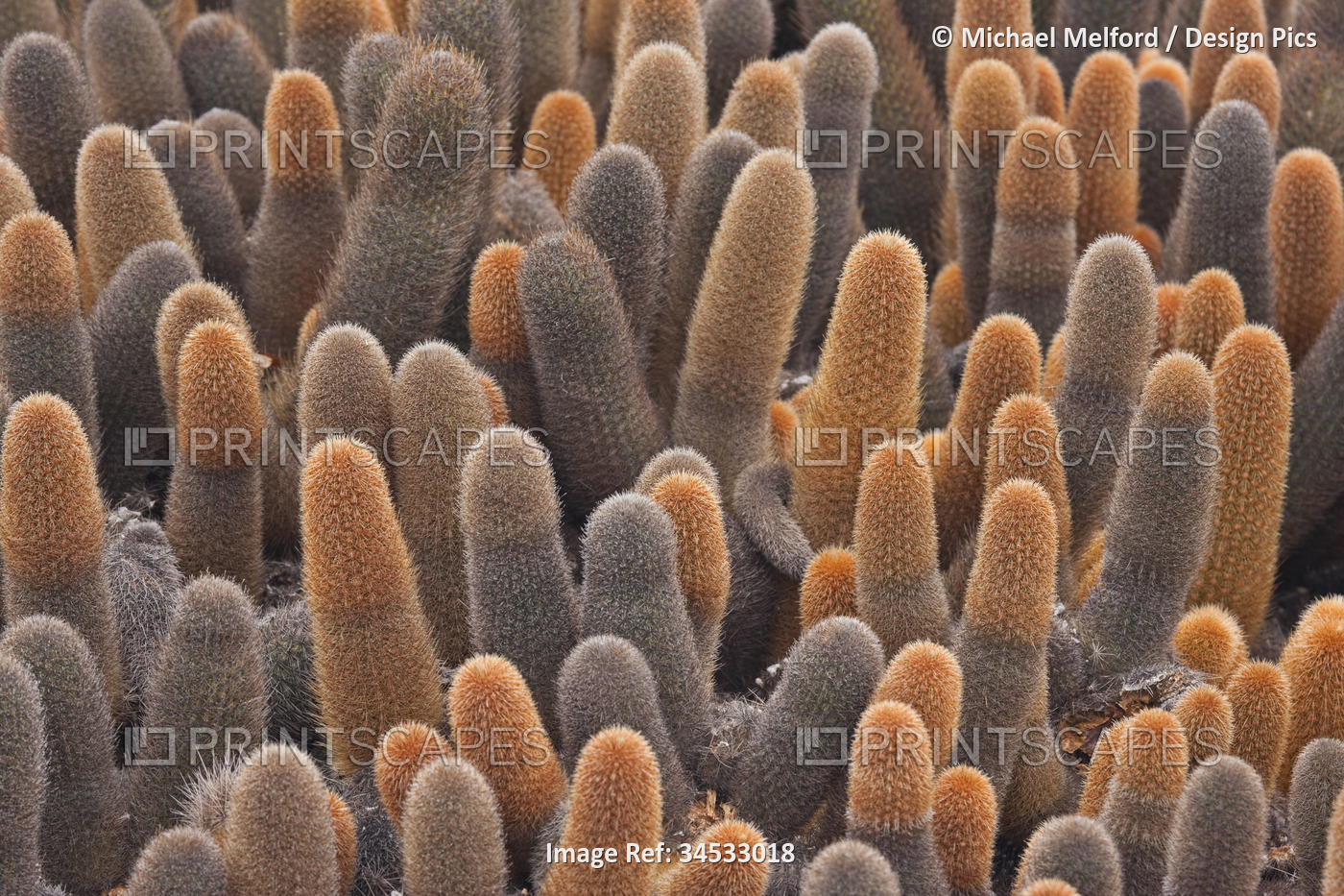 Close view of Lava Cactus (Brachycereus nesioticus); Fernandina Island, ...