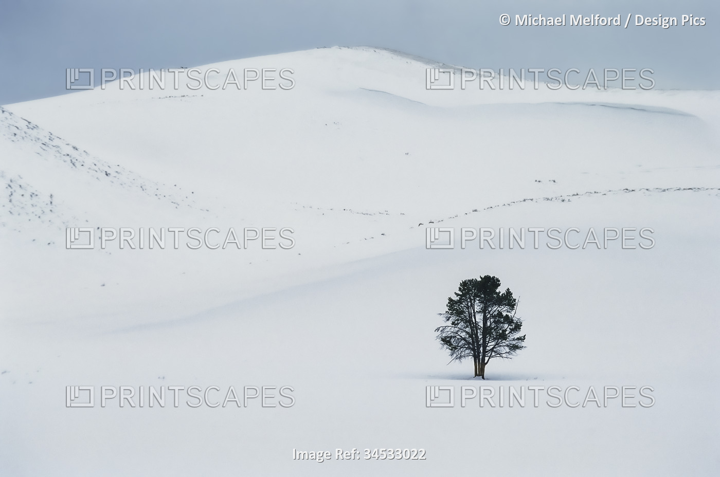 Winter landscape with a lone tree in Yellowstone National Park, Wyoming, USA; ...
