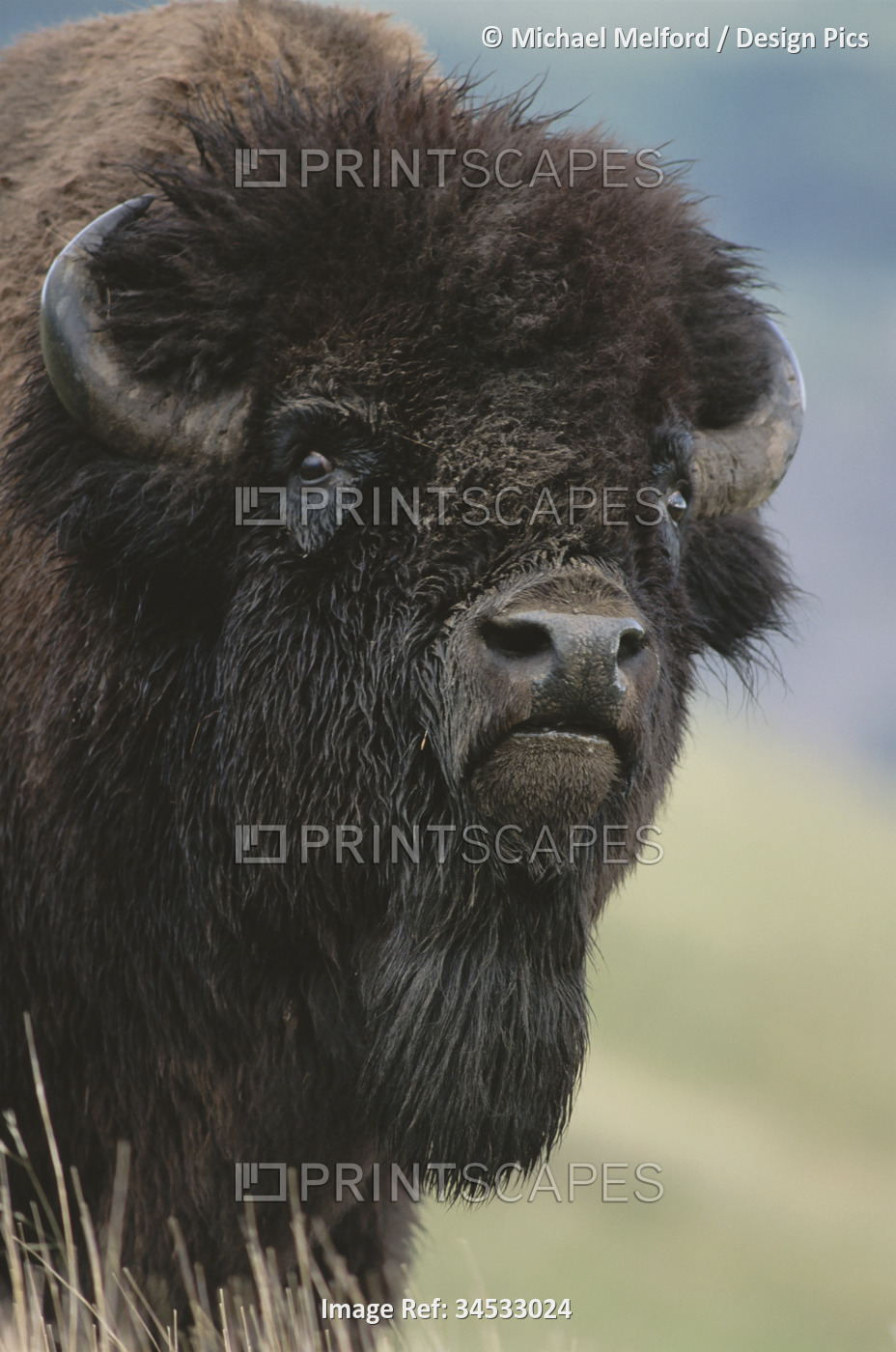 Portrait of an American bison (Bison bison) in Yellowstone National Park; ...