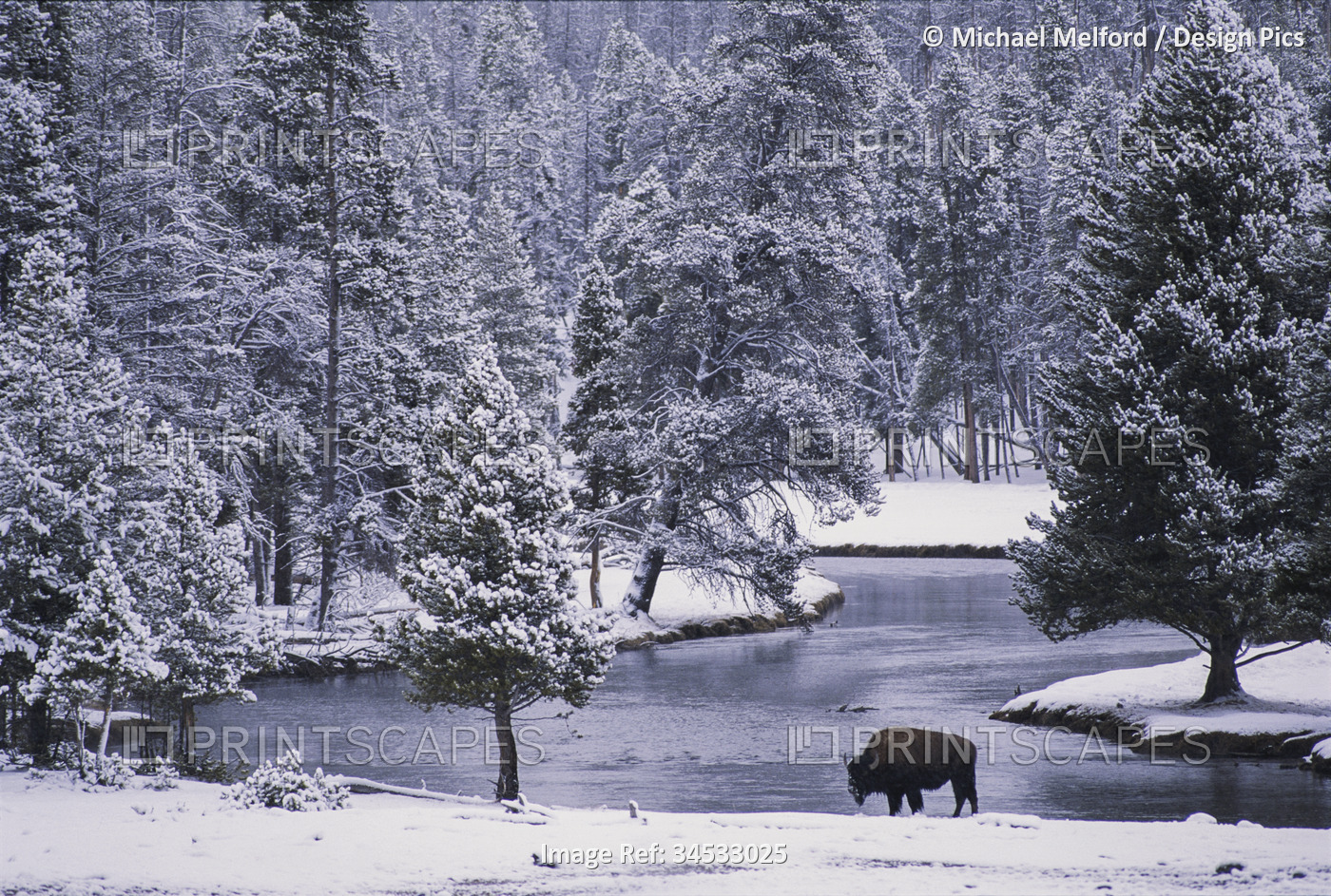 An American bison (Bison bison) alongside a river in a snowy forest in ...