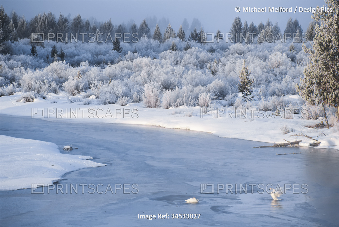 Trumpeter swans (Cygnus buccinator) on the frozen Madison River in Yellowstone ...