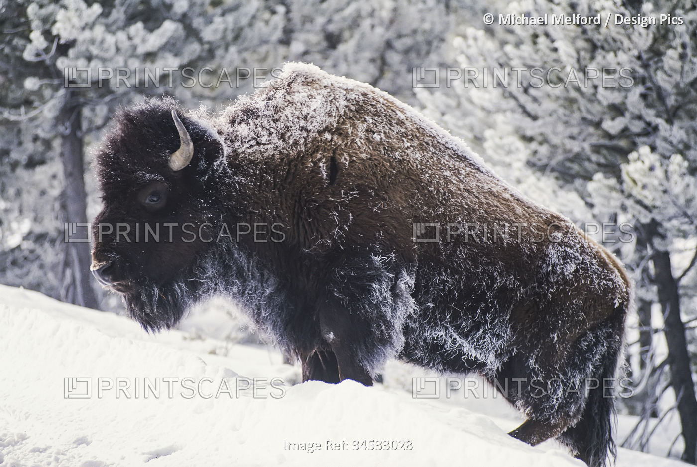 Portrait of a frosty American bison (Bison bison) standing in the snow in ...