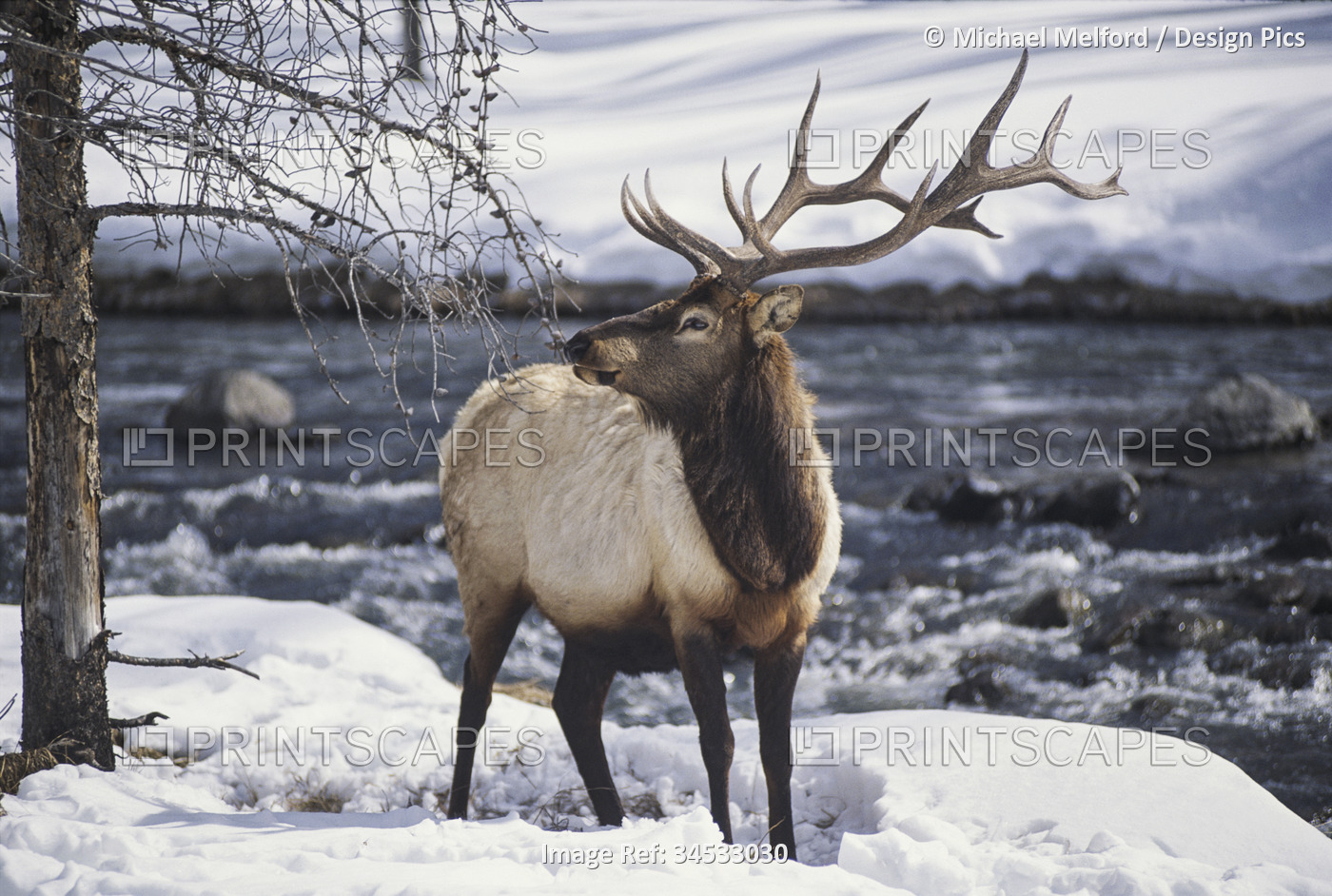 Portrait of an American elk (Cervus canadensis), or wapiti, in the snow in ...