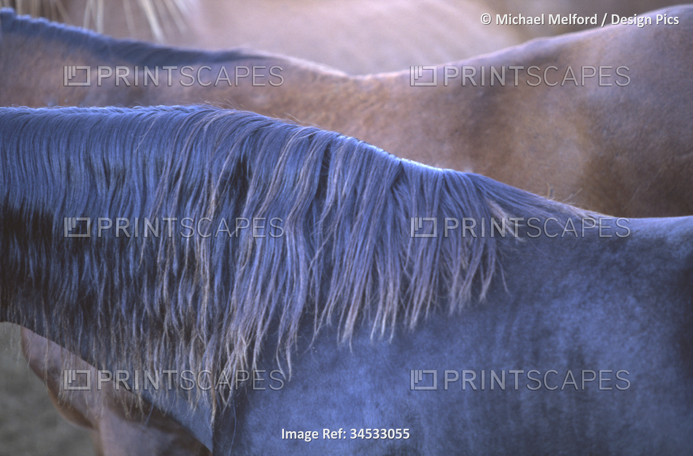 Close view of a horse's mane; Island of Hawaii, Hawaii, United States of America
