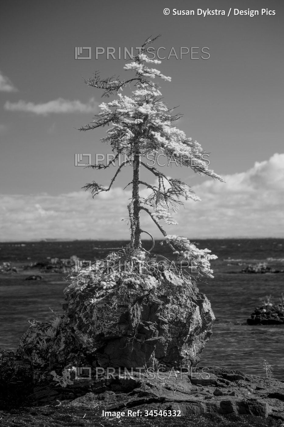 Infrared of a tree growing from a rock along Lake Superior, Ontario, Canada
