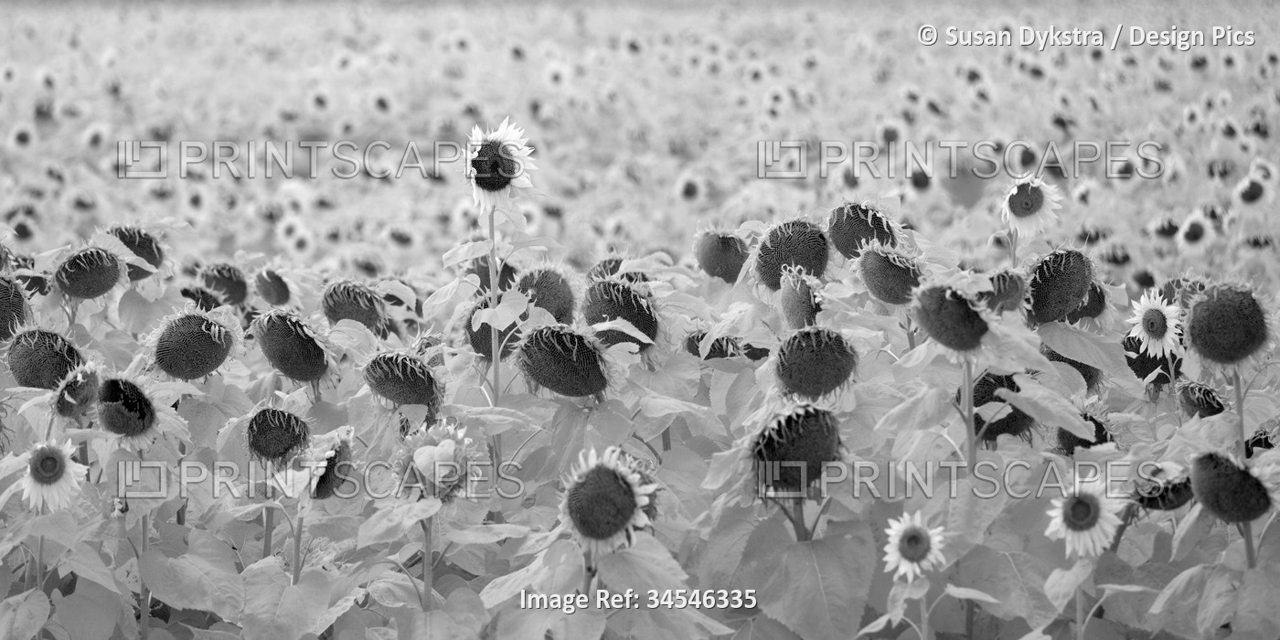 Infrared field of blossoming sunflowers