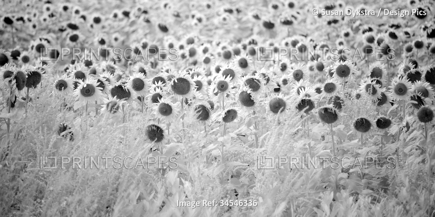 Infrared field of blossoming sunflowers