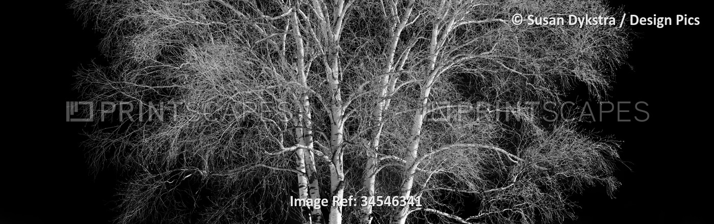 Leafless tree on a black background in infrared