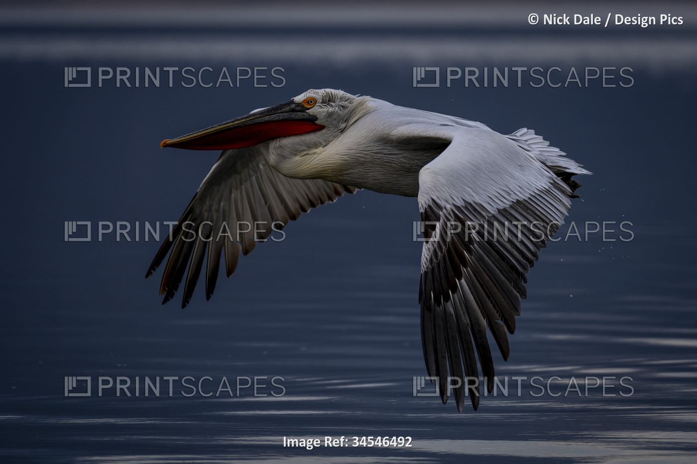 Dalmatian pelican (Pelecanus crispus) flaps wings crossing calm lake; Central ...